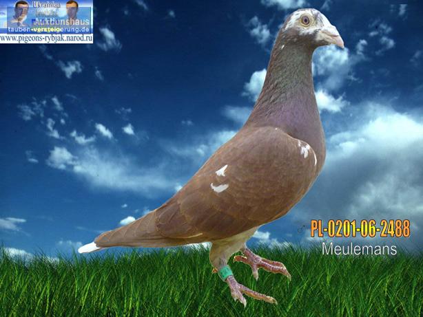 Karel Meuleman taubenversteigerung.de